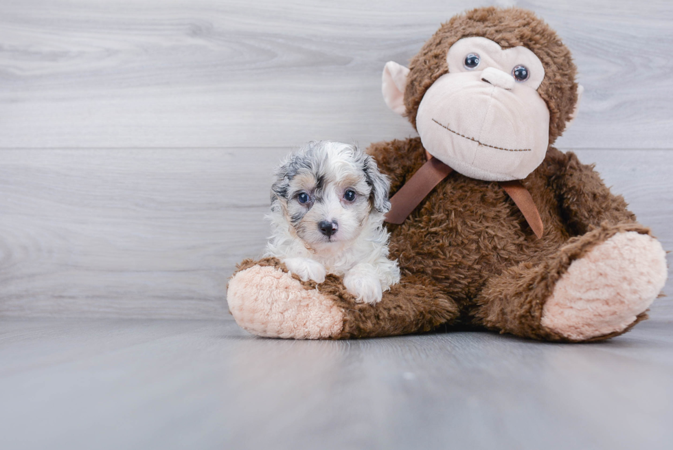 Happy Mini Aussiedoodle Baby