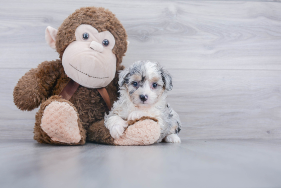 Cute Mini Aussiedoodle Baby