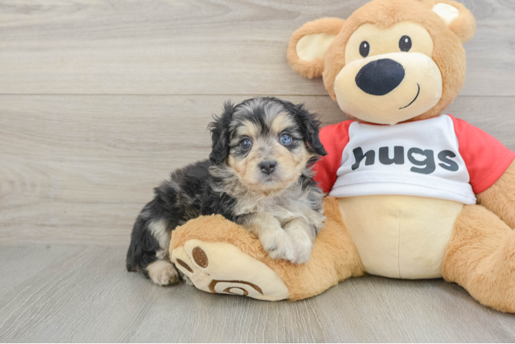 Sweet Mini Aussiedoodle Baby
