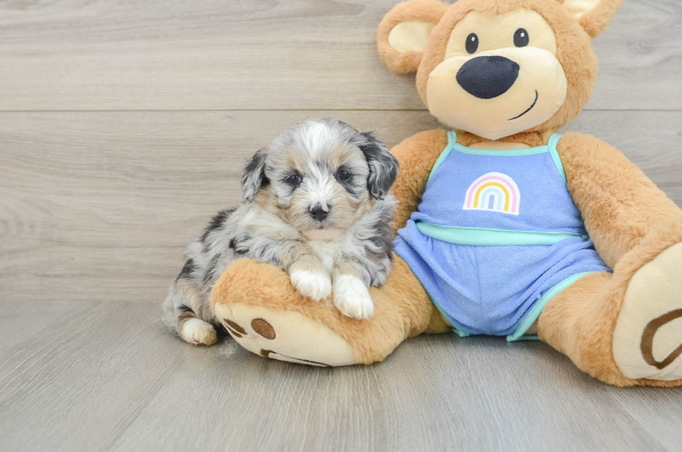 5 week old Mini Aussiedoodle Puppy For Sale - Premier Pups