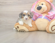 7 week old Mini Aussiedoodle Puppy For Sale - Premier Pups