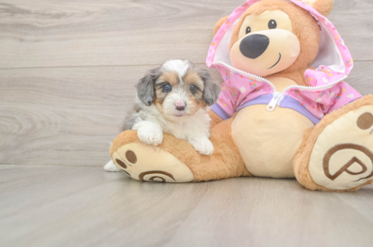 5 week old Mini Aussiedoodle Puppy For Sale - Premier Pups Playful Mini Aussiepoodle Poodle Mix Puppy