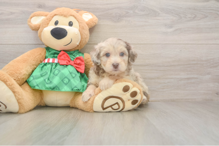 Best Mini Aussiedoodle Baby