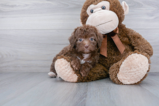 Mini Aussiedoodle Puppy for Adoption