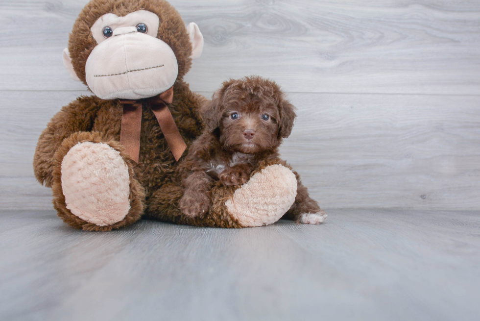 Mini Aussiedoodle Puppy for Adoption