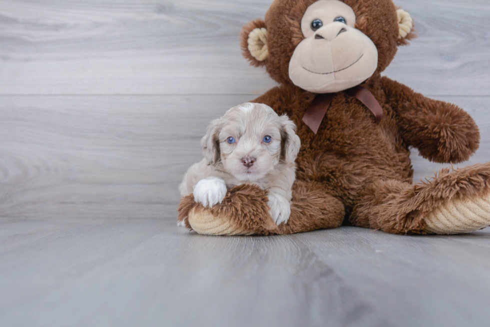 Happy Mini Aussiedoodle Baby