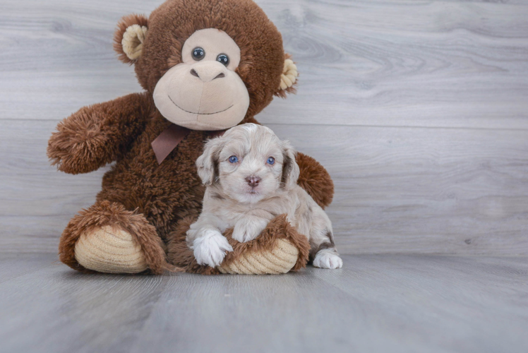 Playful Aussiepoo Poodle Mix Puppy