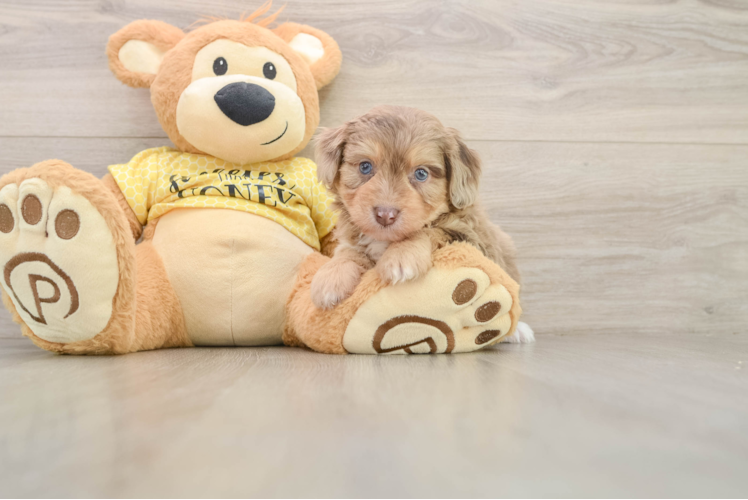 Petite Mini Aussiedoodle Poodle Mix Pup