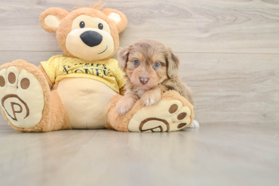 Petite Mini Aussiedoodle Poodle Mix Pup