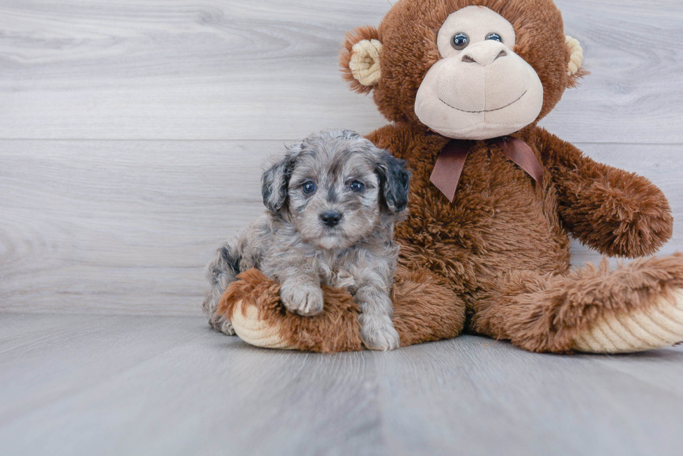 Mini Aussiedoodle Pup Being Cute