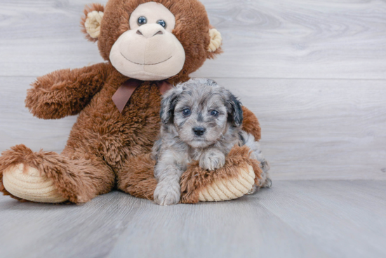 Mini Aussiedoodle Pup Being Cute