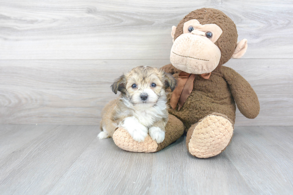 Mini Aussiedoodle Puppy for Adoption