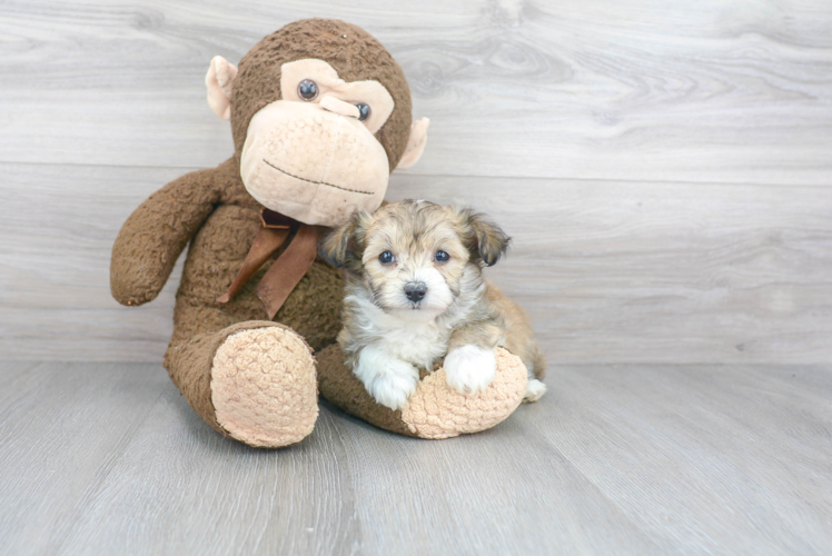 Energetic Aussiepoo Poodle Mix Puppy