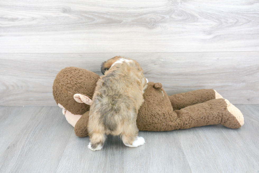 Best Mini Aussiedoodle Baby