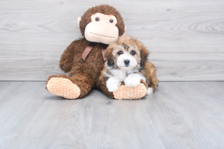 Smart Mini Aussiedoodle Poodle Mix Pup