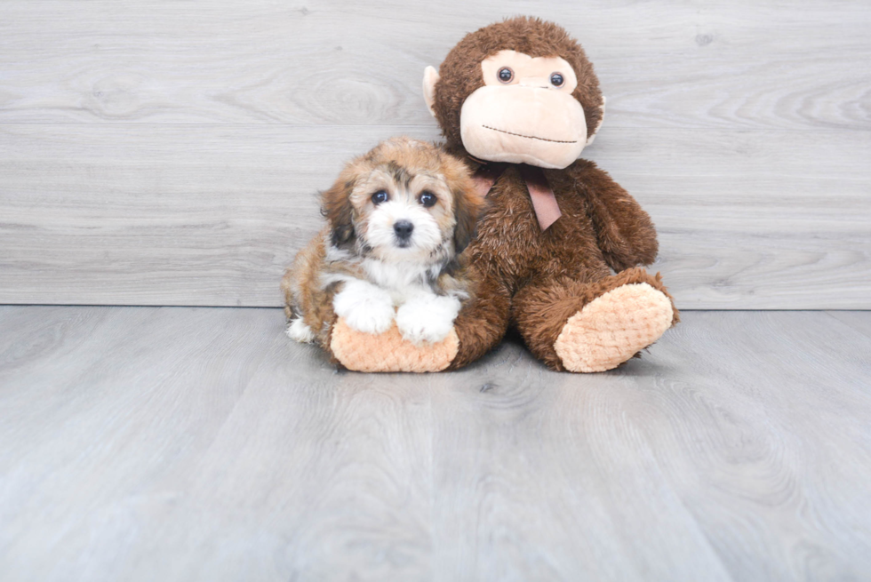 Cute Mini Aussiedoodle Baby