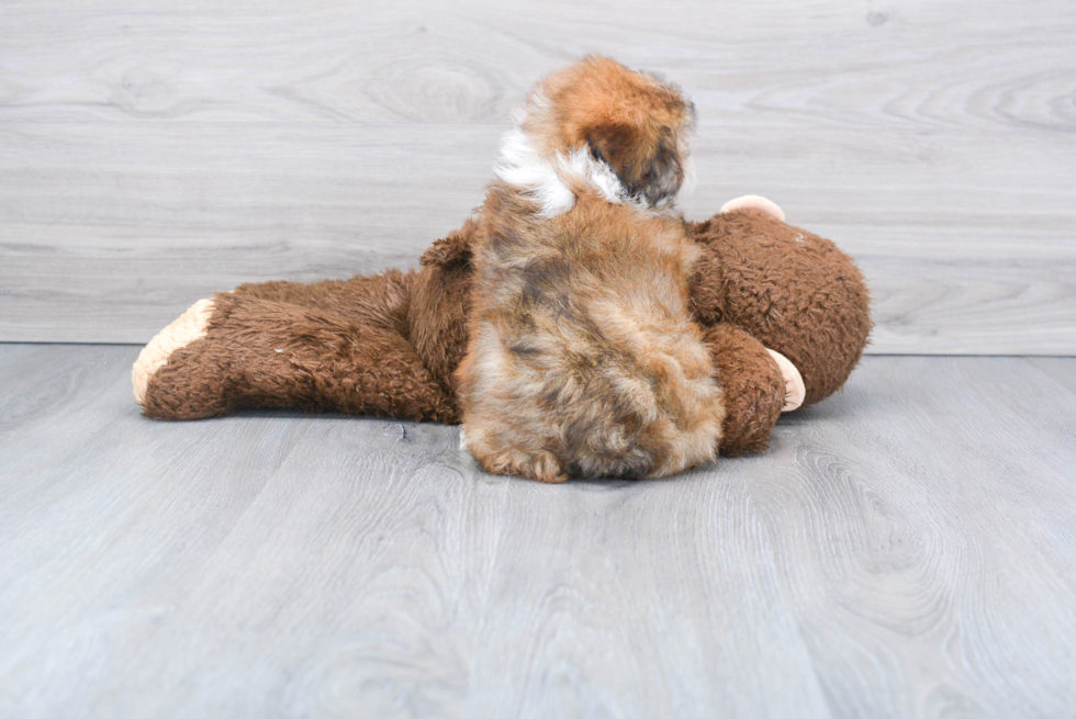 Mini Aussiedoodle Pup Being Cute