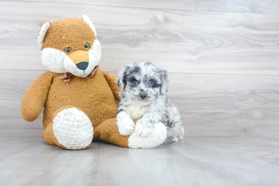 Best Mini Aussiedoodle Baby