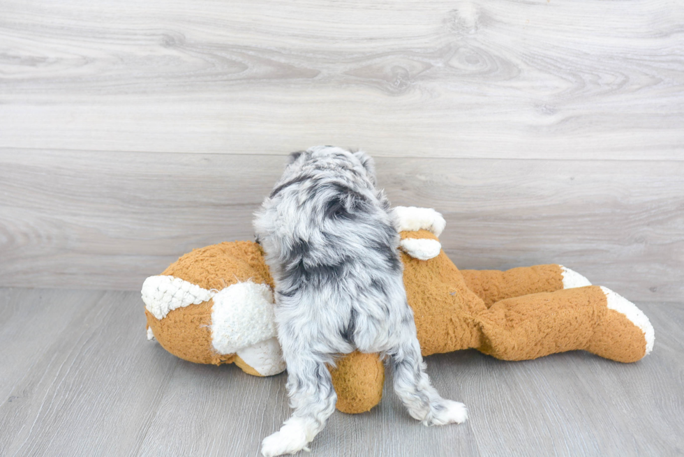 Mini Aussiedoodle Pup Being Cute