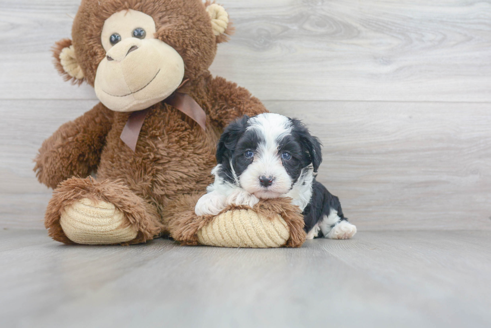 Popular Mini Aussiedoodle Poodle Mix Pup