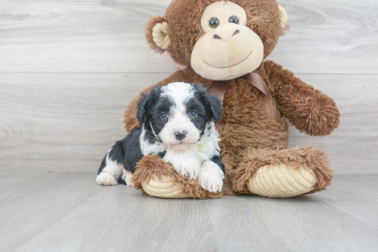 Small Mini Aussiedoodle Baby