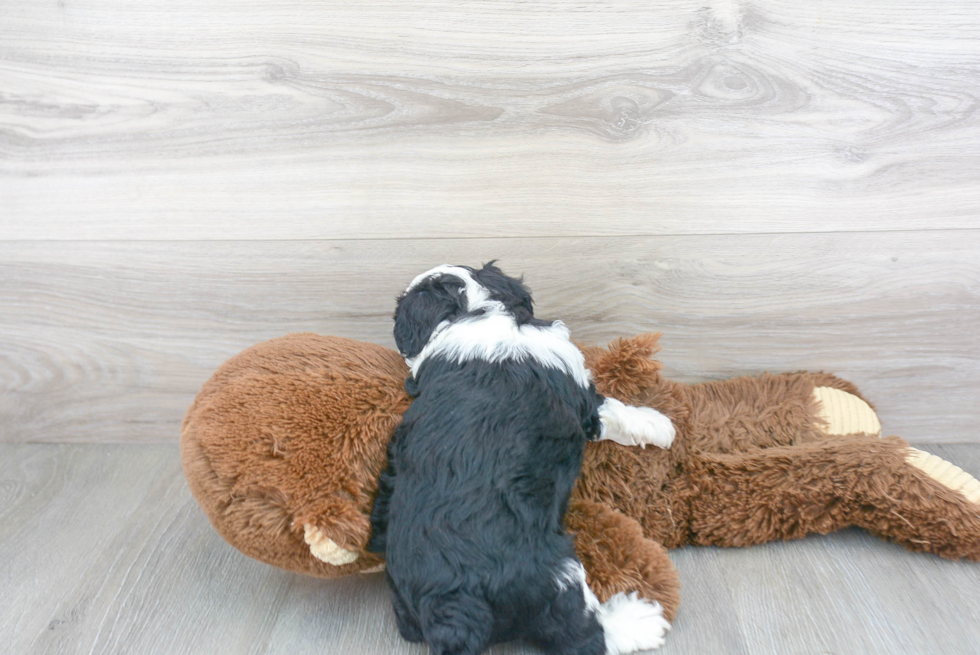 Adorable Aussiepoo Poodle Mix Puppy