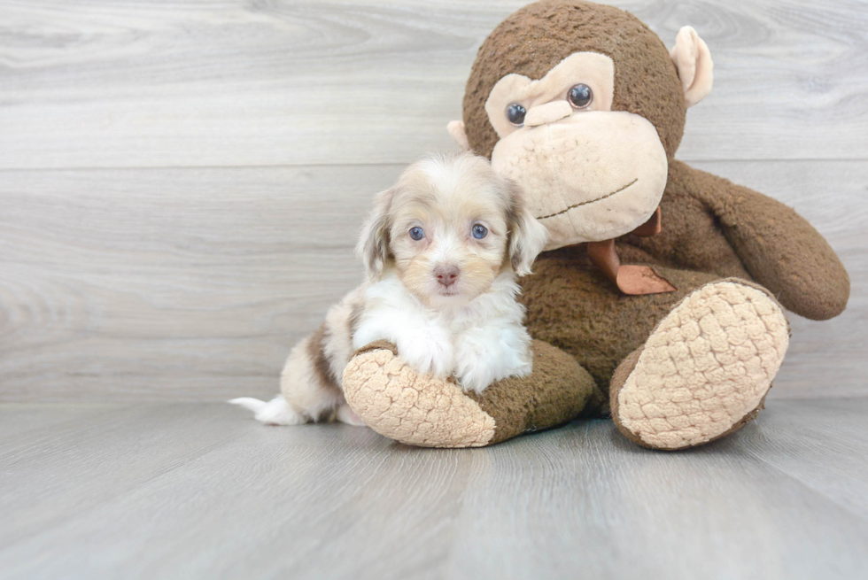 Friendly Mini Aussiedoodle Baby