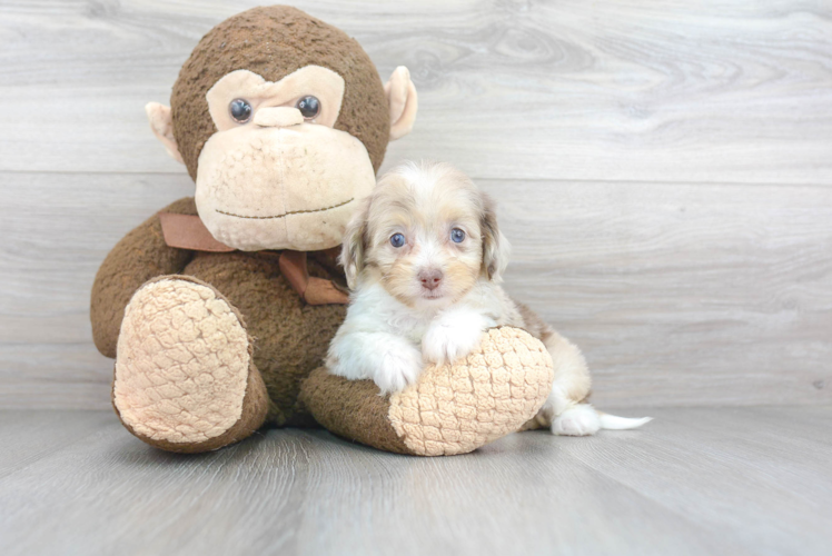 Cute Mini Aussiedoodle Baby