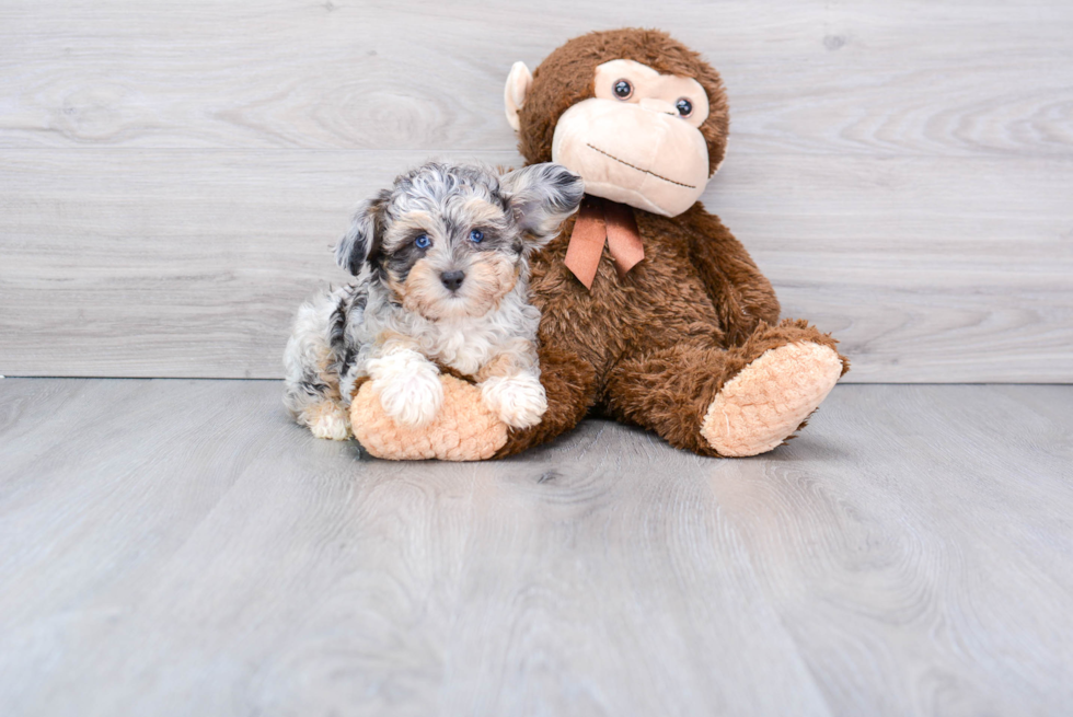 Little Aussiepoo Poodle Mix Puppy