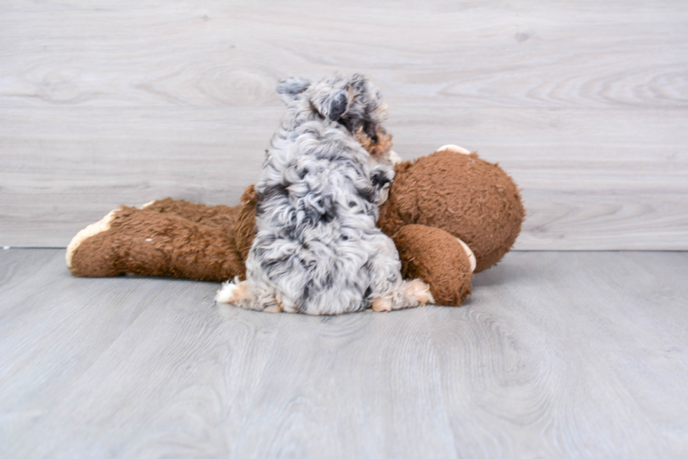 Mini Aussiedoodle Puppy for Adoption