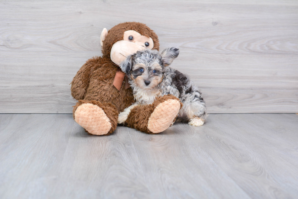 Smart Mini Aussiedoodle Poodle Mix Pup