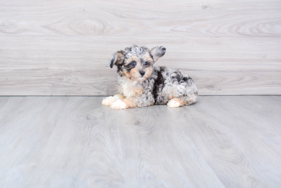 Mini Aussiedoodle Pup Being Cute