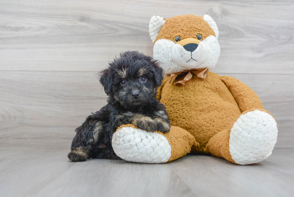 Best Mini Aussiedoodle Baby