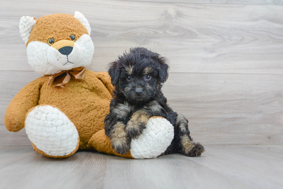 Playful Aussiepoo Poodle Mix Puppy