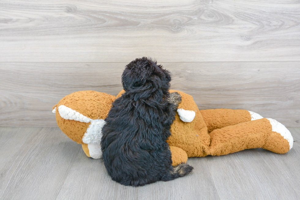 Funny Mini Aussiedoodle Poodle Mix Pup