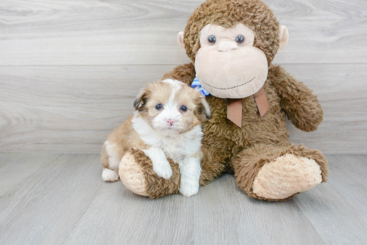 Petite Mini Aussiedoodle Poodle Mix Pup