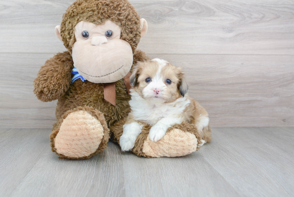 Small Mini Aussiedoodle Baby