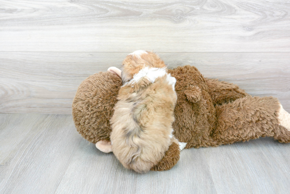 Funny Mini Aussiedoodle Poodle Mix Pup