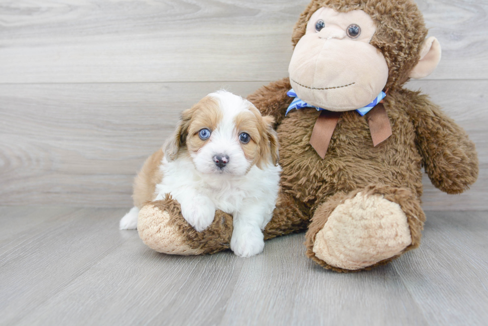 Little Aussiepoo Poodle Mix Puppy