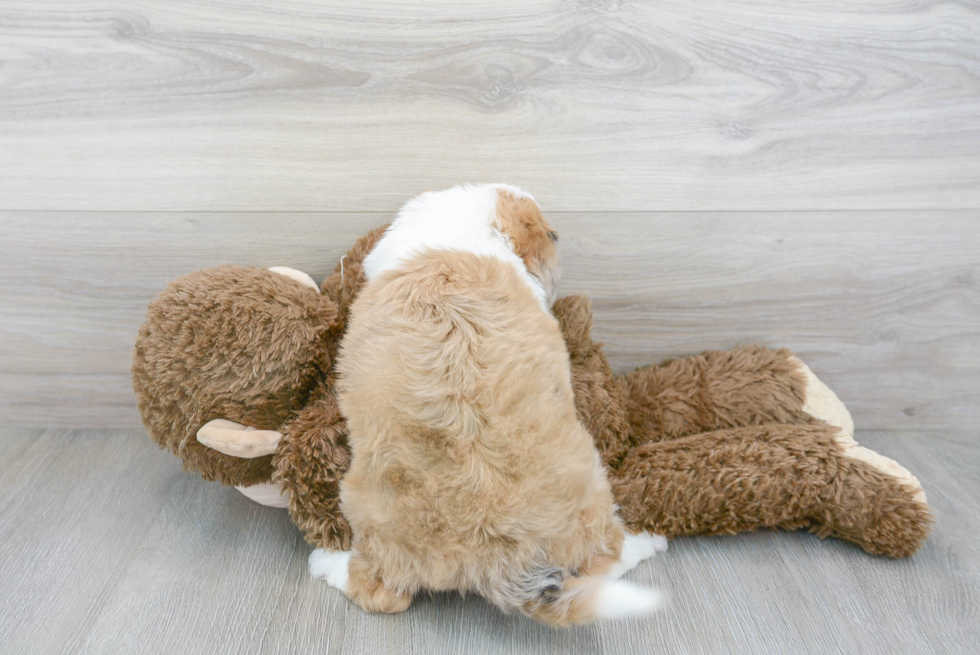 Playful Aussiepoo Poodle Mix Puppy