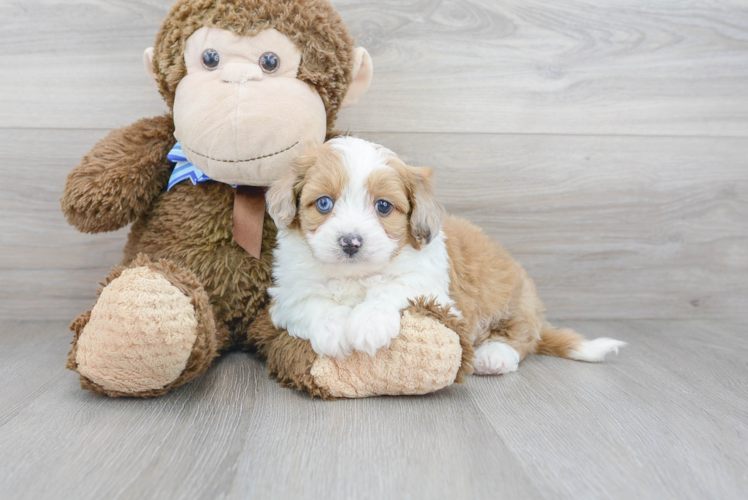 Smart Mini Aussiedoodle Poodle Mix Pup