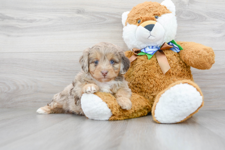 Best Mini Aussiedoodle Baby