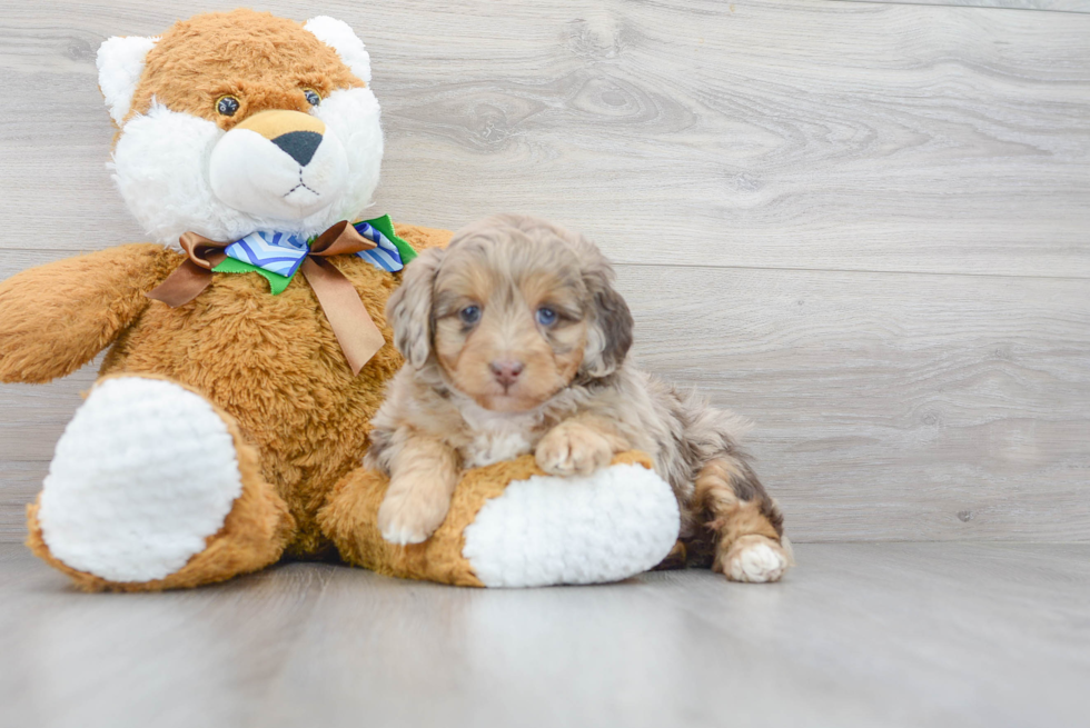 Fluffy Mini Aussiedoodle Poodle Mix Pup