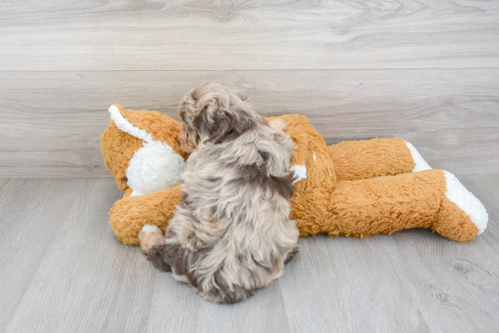 Playful Aussiepoo Poodle Mix Puppy