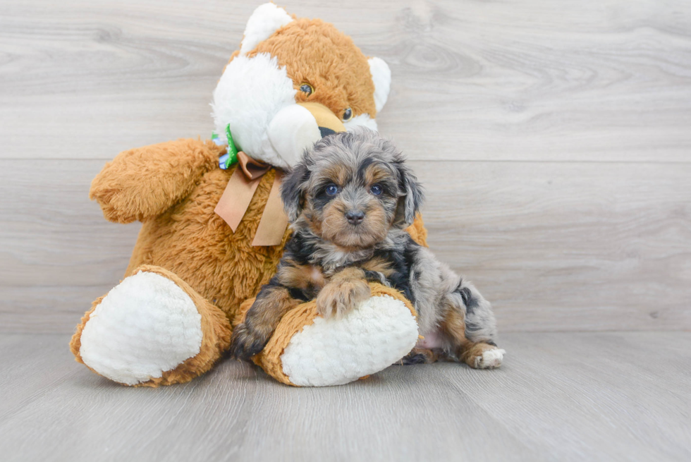 Small Mini Aussiedoodle Baby