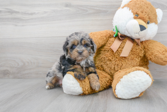 Mini Aussiedoodle Pup Being Cute