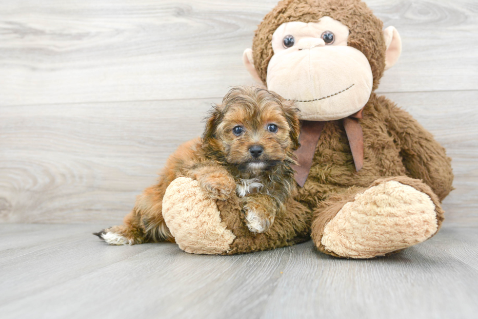 Small Mini Aussiedoodle Baby