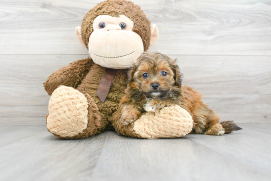 Mini Aussiedoodle Puppy for Adoption