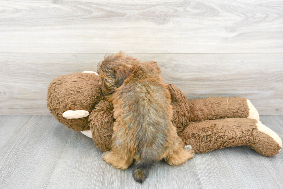 Best Mini Aussiedoodle Baby