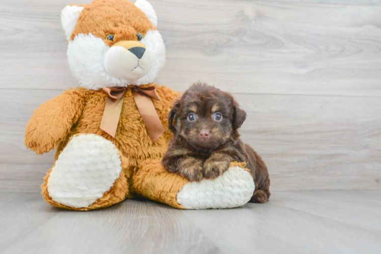 Cute Mini Aussiedoodle Baby